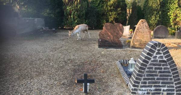 Buurt jaagt bronstig hert naar kerkhof, dierenarts komt met geweer naar Haalderen
