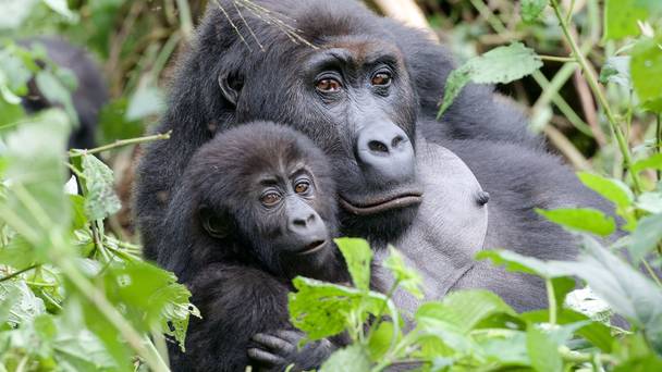 Gorilla Family and Me