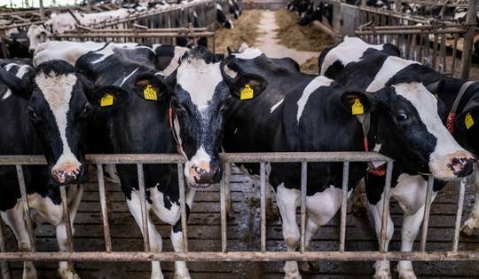 Hartzeer of boerenverstand? GAIA klaagt in campagne zuivelindustrie aan