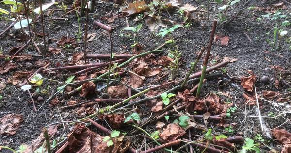 Fout Op Fout Bij Bestrijding Japanse Duizendknoop Amersfoort Ad Nl