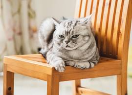 Je kat kan urenlang boos op je zijn en híer komt dat dan door