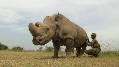 Het gaat niet goed met Sudan, het laatste mannetje onder de noordelijke witte neushoorns