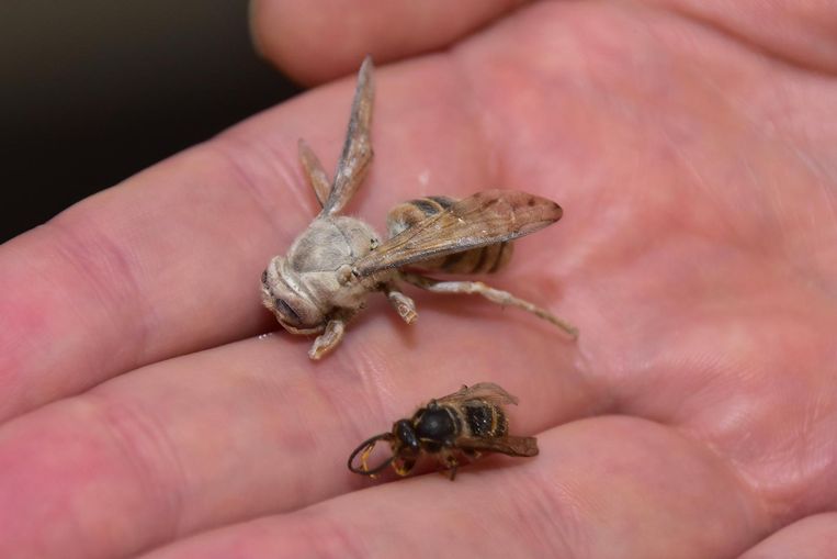 Aziatische hoornaar rukt op in ons land | Dieren ...