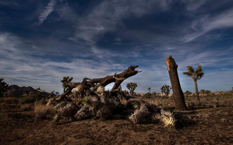 Afbeeldingsresultaat voor vernielingen in Joshua Tree National Park