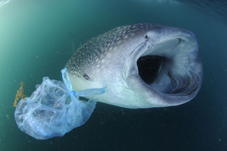 Straks meer plastic dan vis in zeeën