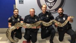 VIDEO: Agent rekent vier meter lange python in met blote handen
