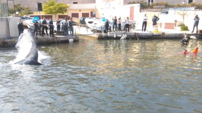 Walvis zwemt haven van Marseille in