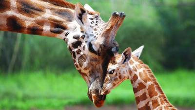 Met uitsterven bedreigde giraffe krijgt beschermde status