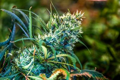 Weer een drugspand in Ewijk op slot