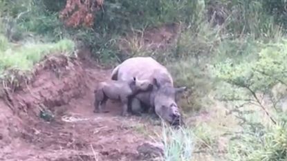 Hartbrekend: babyneushoorn probeert bij dode moeder te drinken