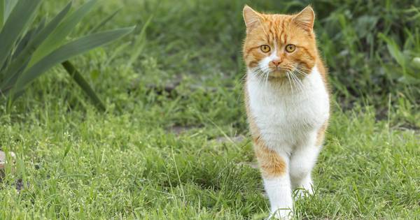 'Tijd voor verbod op loslopende katten' | Zeeland - AD.nl