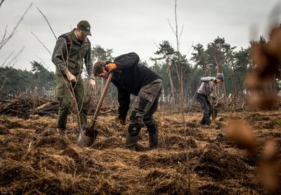 Waarom Staatsbosbeheer bomen aanplant én kapt: van plofbomen naar langetermijnbos
