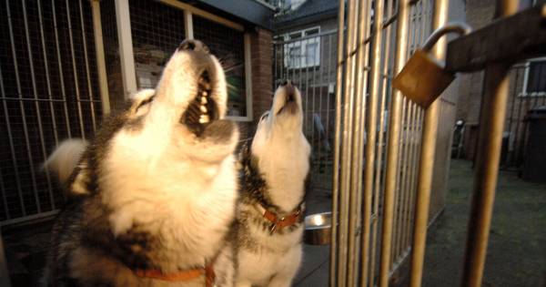 Bemiddeling moet omwonenden en kennel Haps dichter bij elkaar brengen