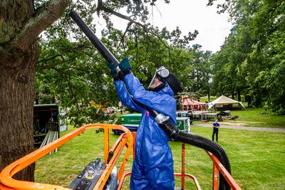 Afvalverwerkers weigeren eikenprocessierups: bestrijders blijven met dode jeukrupsen zitten