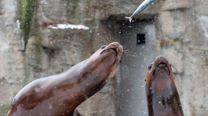 Zeeleeuwen in Keulense zoo bezorgen buren slapeloze nachten