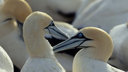 Het zielige verhaal van Nigel, de vogel die verliefd werd op een stenen beeld