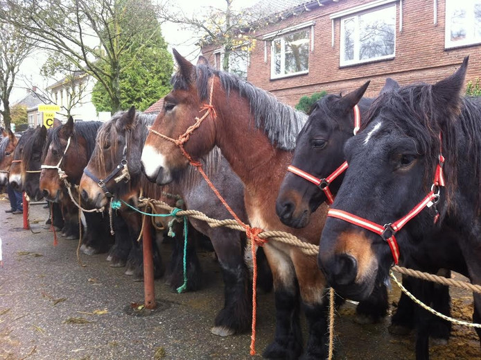 Organisatie paardenmarkt Hedel dierenwelzijn staat bovenaan agenda