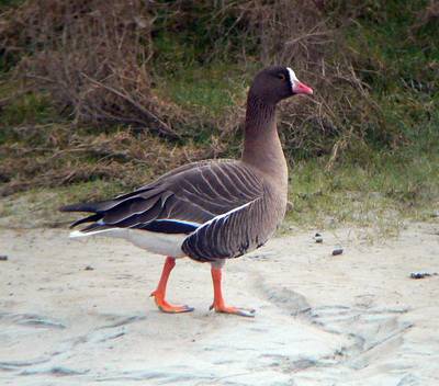 Limburgse jager schiet uiterst zeldzame gans dood: jacht verboden