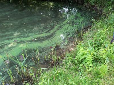 Blauwalg heeft nu ook de Maas in houdgreep: 'Dus blijf uit het water'