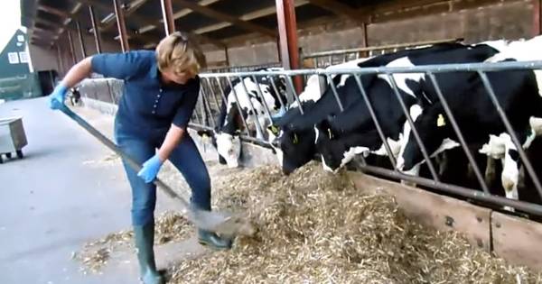 Burgemeester Buijs buffelt bij boer