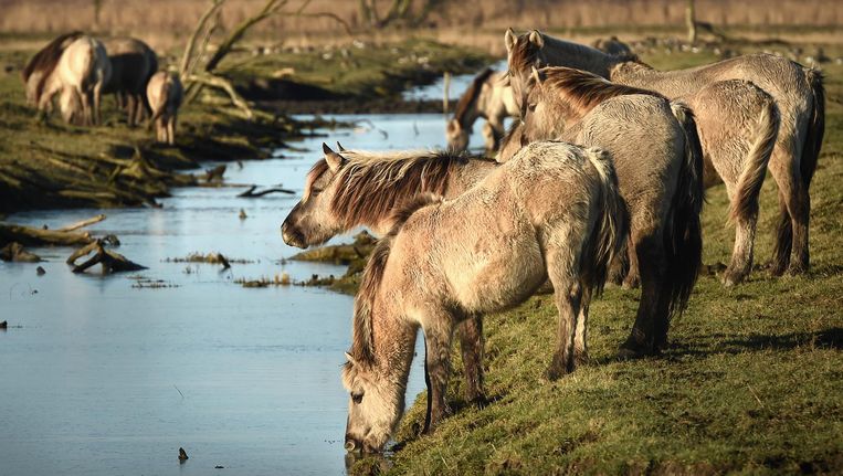Zijn De Oostvaardersplassen Mislukt De Volkskrant