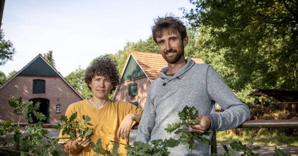 Eikelpannenkoeken, eikelpap: Twente moet eikels gaan eten | Dinkelland - Tubantia