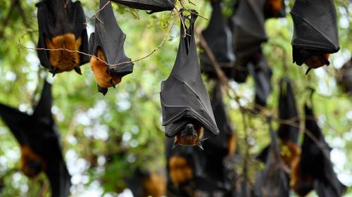WWF-rapport: “Zelfs coronacrisis kan gevolg zijn van verlies aan biodiversiteit”