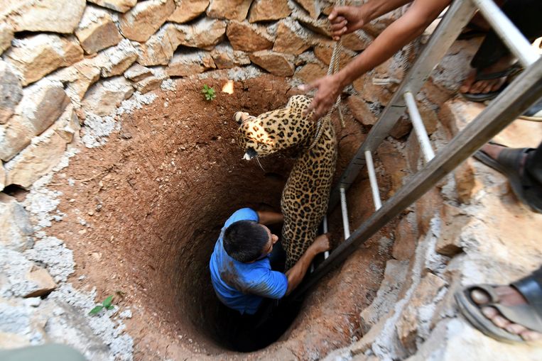 De dierenarts haalt het luipaard met behulp van de bewoners en de rangers naar boven.