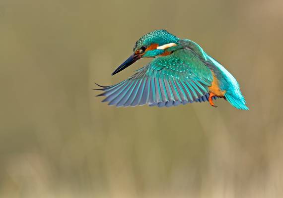 Híer spot je ijsvogels in Nederland