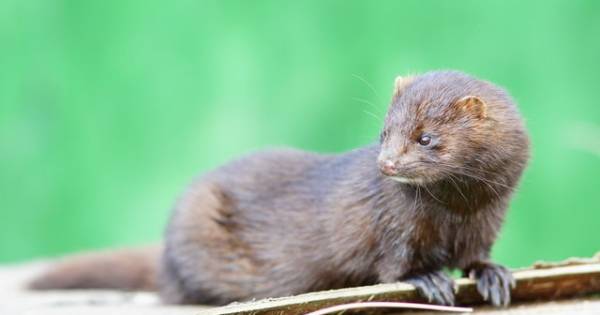 Uitspraak over megaclaim nertsenhouder Elsendorp op 5 september