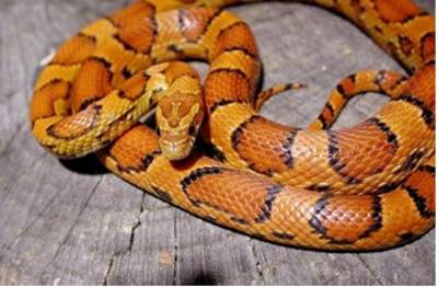 Rattenslang in achtertuin Nieuw-Vennep