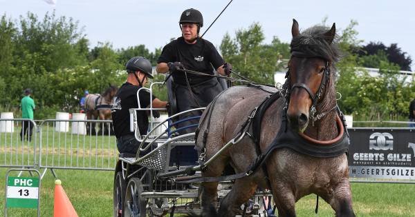 Honderden zien slalommende paarden in Haps - De Gelderlander
