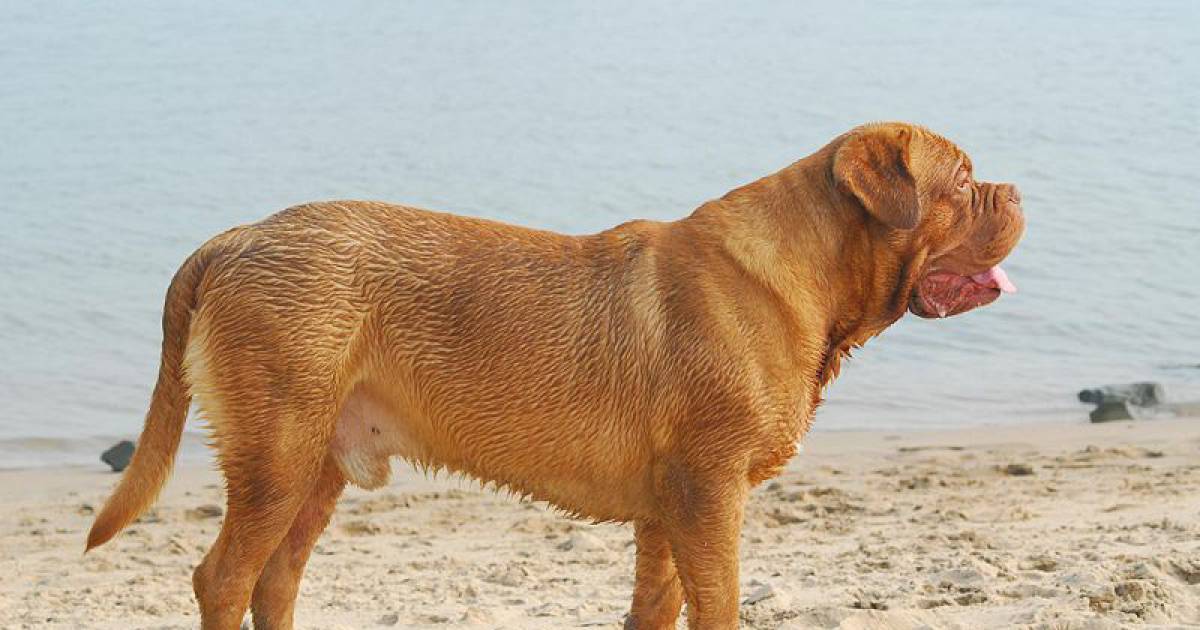 Bijtende Hond In Beek Terecht Aan De Lijn Liemers Gelderlander Nl