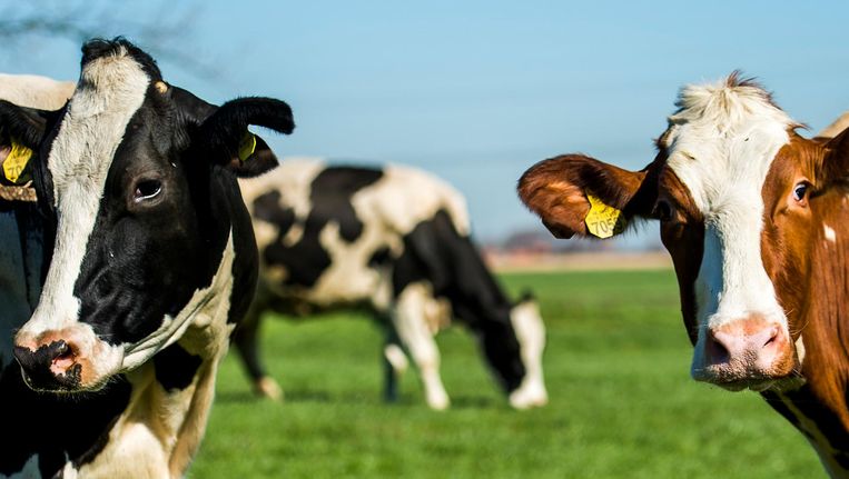 Afbeeldingsresultaat voor Koe
