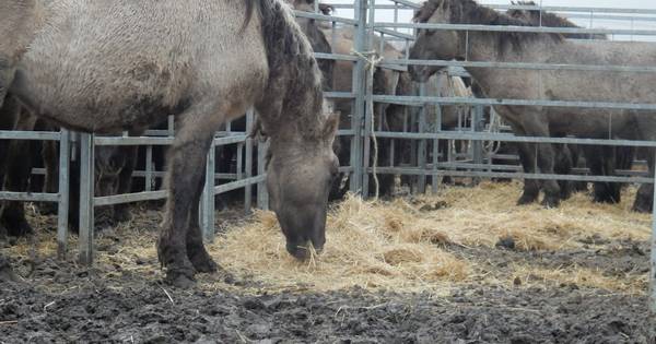 Paarden uit de Oostvaardersplassen gaan emigreren | Binnenland - BD.nl