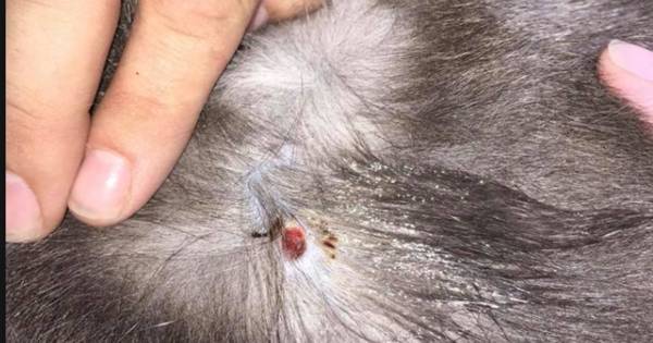 Poes beschoten met luchtbuks in Budel-Schoot