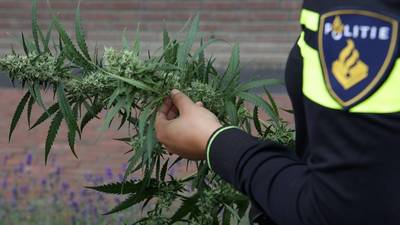 Criminelen misbruiken landelijke proef voor legale hennepteelt om boeren te misleiden