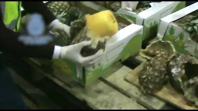 Politie onderschept 745 kilo cocaïne in ananassen