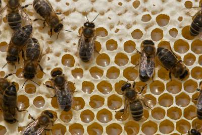 Dood van 1,8 miljoen bijen levert taakstraf op voor plantenkweker uit Molenschot