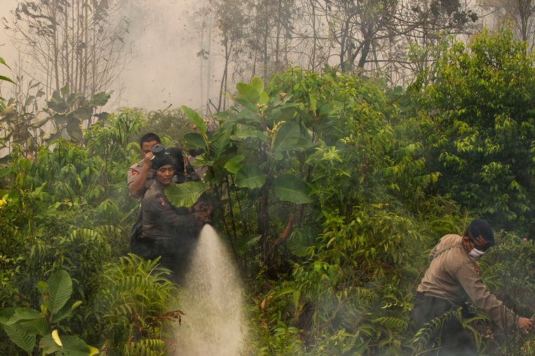 Afbeeldingsresultaat voor verbranding oerwoud borneo