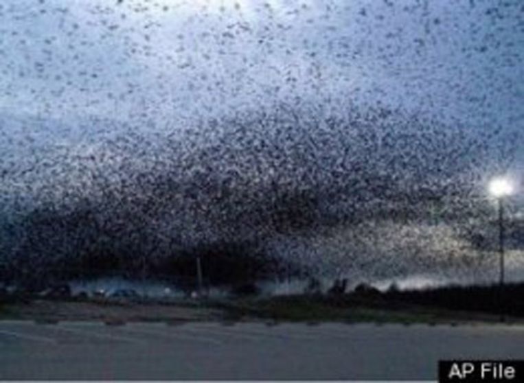 Duizend Vogels Vallen Dood Uit De Lucht In Arkansas Dieren