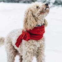 Vanaf déze temperatuur is het te koud om je hond uit te laten