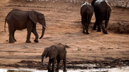 Ellen vertelt hoe vader en Belgische vrouw gegrepen werden door olifant: "Het ging zó snel"