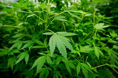 Miljoenen winst uit wiet ging naar grond en huizen aan Turkse zee