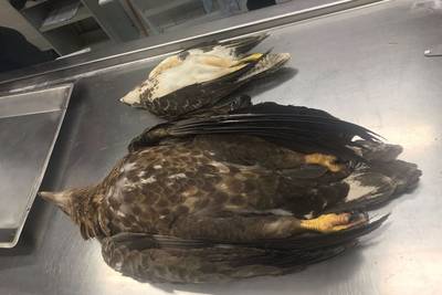 Zeearend dood na klap van windmolen zeggen Wageningse deskundigen