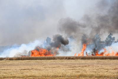 Grote brand in Nieuwerkerk; 3000 vierkante meter tarweveld volledig verwoest