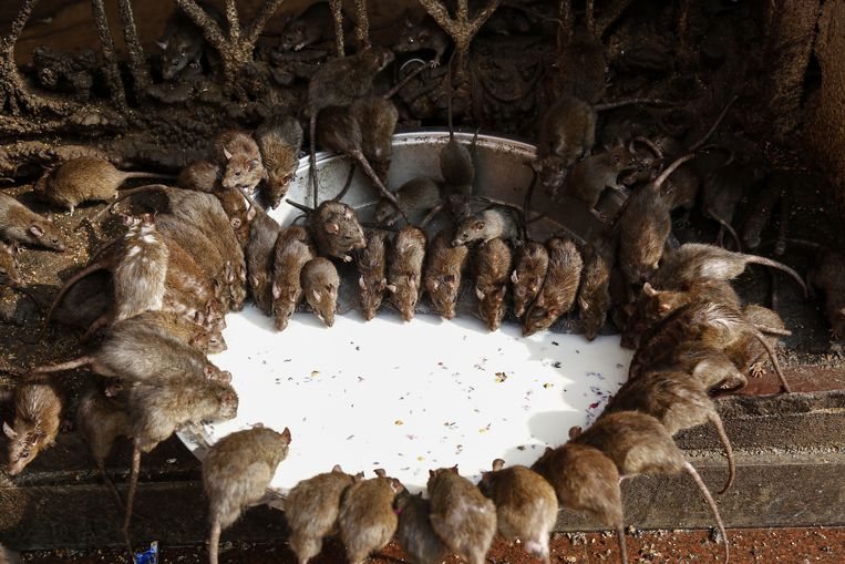 Hoe Ratten Verdelgen In Tuin