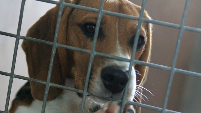 Hond Overleeft Gaskamer In Amerikaans Dierenasiel Bizar Ad Nl