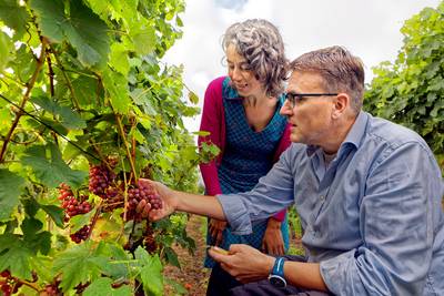 Opvolgers voor wijngaard De Linie in Made: ‘Eerste wijnoogst wordt klapper’