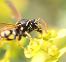 Wespen in november: wat betekent dat voor volgende zomer?